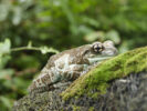 Krötenlaubfrosch - Jürgen