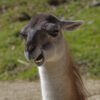 Lama - Jürgen