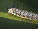 Raupe