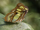 Malachitfalter