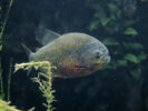 Piranha - Jürgen